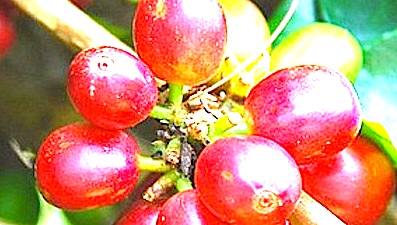 /coffee berry